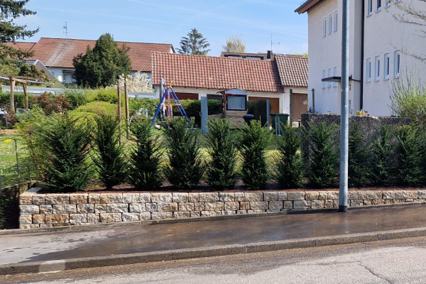 thuja samen kaufen Lebensbaum Mirjam - Thuja occidentalis Mirjam main image 1